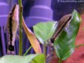 /album/fotos-de-peixes/limpa-vidro-jpg/